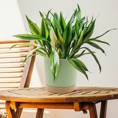 Vasi di plastica dell'interno della pianta verde con i fori di drenaggio e la base smontabile