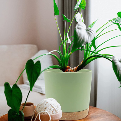 Vasi di plastica dell'interno della pianta verde con i fori di drenaggio e la base smontabile